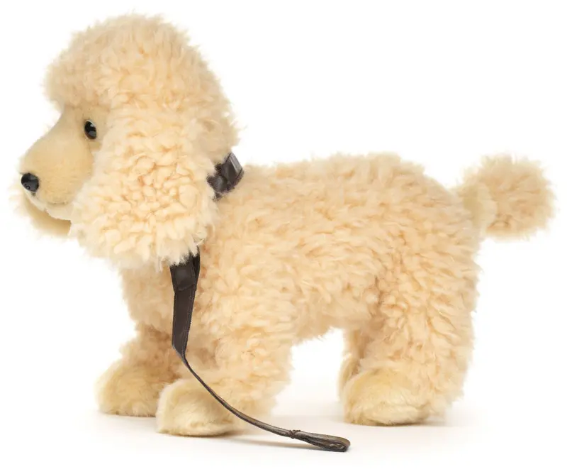 Caniche abricot debout avec laisse