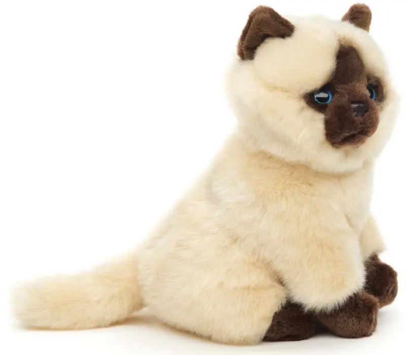 Chat siamois beige et marron