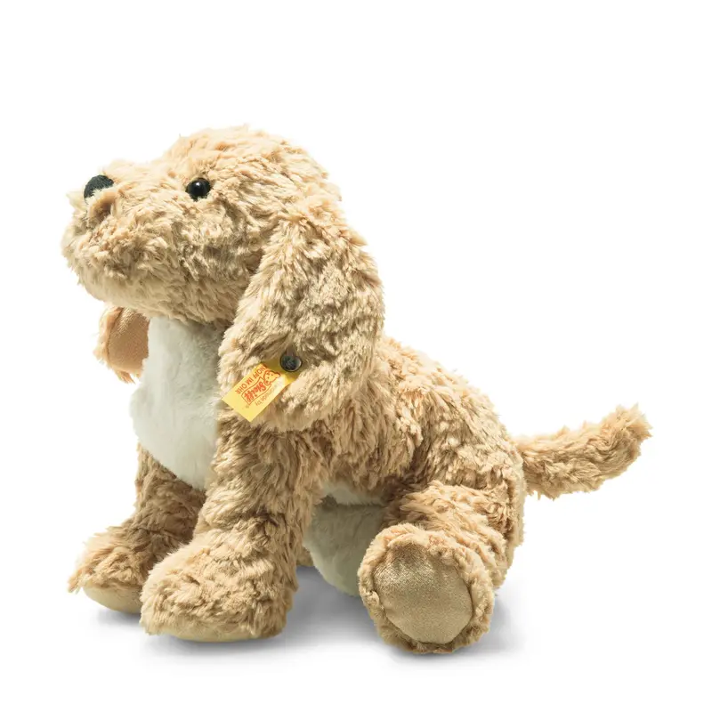 Chien Goldendoodle Berno